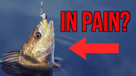 do fish feel pain|Pain in fish .